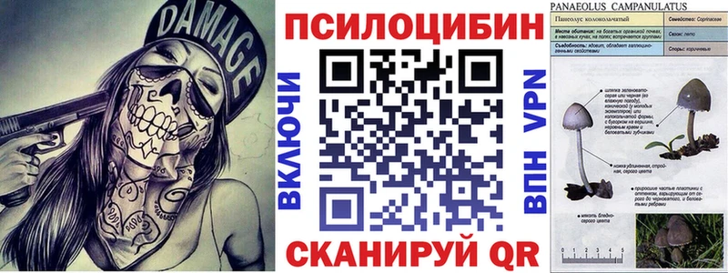 площадка как зайти  Томари  Псилоцибиновые грибы Cubensis 